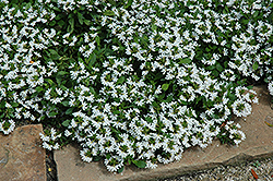 Bondi White Fan Flower (Scaevola aemula 'Bondi White') at Stonegate Gardens