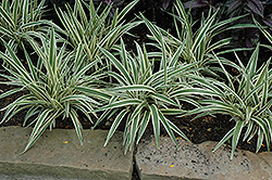 Variegated Flax Lily (Dianella tasmanica 'Variegata') at Stonegate Gardens