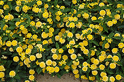 Landmark Yellow Lantana (Lantana camara 'Landmark Yellow') at Stonegate Gardens