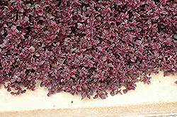 Purple Lady Blood Leaf (Iresine herbstii 'Purple Lady') at Stonegate Gardens