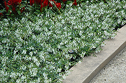 AngelMist Spreading White Angelonia (Angelonia angustifolia 'Balangspri') at Stonegate Gardens