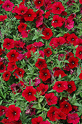 Easy Wave Red Velour Petunia (Petunia 'Easy Wave Red Velour') at Stonegate Gardens