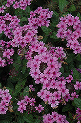 EnduraScape Lavender Verbena (Verbena 'Balenday') at Stonegate Gardens
