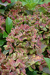 Pistachio Hydrangea (Hydrangea macrophylla 'Horwack') at Stonegate Gardens