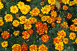 Durango Bolero Marigold (Tagetes patula 'Durango Bolero') at Stonegate Gardens
