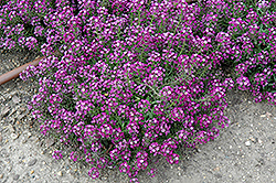 Clear Crystal Purple Shades Sweet Alyssum (Lobularia maritima 'Clear Crystal Purple Shades') at Stonegate Gardens