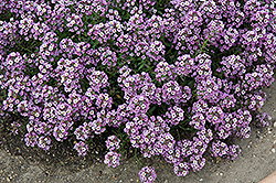 Clear Crystal Lavender Shades Sweet Alyssum (Lobularia maritima 'Clear Crystal Lavender Shades') at Lakeshore Garden Centres