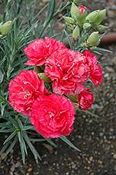 Can Can Rose Carnation (Dianthus caryophyllus 'Can Can Rose') at Stonegate Gardens