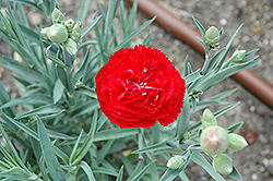 Can Can Scarlet Carnation (Dianthus caryophyllus 'Can Can Scarlet') at Stonegate Gardens