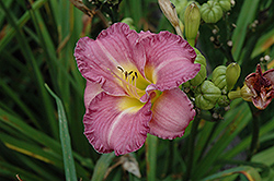 Entrapment Daylily (Hemerocallis 'Entrapment') at Lakeshore Garden Centres