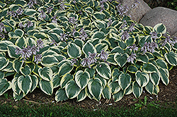 First Frost Hosta (Hosta 'First Frost') at Lakeshore Garden Centres