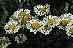 Realflor Real Neat Shasta Daisy (Leucanthemum x superbum 'Real Neat') at A Very Successful Garden Center