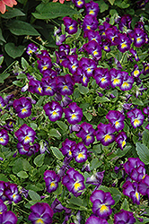 Halo Violet Pansy (Viola cornuta 'Halo Violet') at Stonegate Gardens