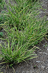 Morning Glory Spiderwort (Tradescantia rosea 'Morning Glory') at Stonegate Gardens