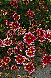 Ruby Frost Tickseed (Coreopsis 'Ruby Frost') at Stonegate Gardens