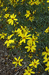 Electric Avenue Tickseed (Coreopsis verticillata 'Electric Avenue') at Lakeshore Garden Centres