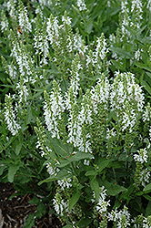 Lyrical White Meadow Sage (Salvia nemorosa 'Florsalwhite') at Stonegate Gardens