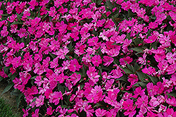 SunPatiens Compact Lilac New Guinea Impatiens (Impatiens 'SakimP063') at Lakeshore Garden Centres