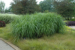Andante Maiden Grass (Miscanthus sinensis 'Andante') at Stonegate Gardens