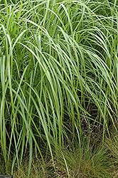 Andante Maiden Grass (Miscanthus sinensis 'Andante') at Stonegate Gardens