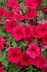 Easy Wave Berry Velour Petunia (Petunia 'Easy Wave Berry Velour') at The Mustard Seed