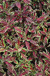 Marquee Red Carpet Coleus (Solenostemon scutellarioides 'Balmarqared') at Stonegate Gardens
