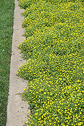 Magic Carpet Yellow Mecardonia (Mecardonia 'Magic Carpet Yellow') at Stonegate Gardens