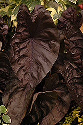 Puckered Up Elephant Ear (Colocasia esculenta 'Puckered Up') at Stonegate Gardens