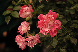 Flower Carpet Pink Splash Rose (Rosa 'Noasplash') at Stonegate Gardens