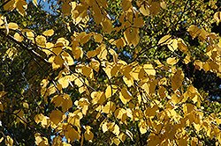 Paper Birch (Betula papyrifera) at The Mustard Seed
