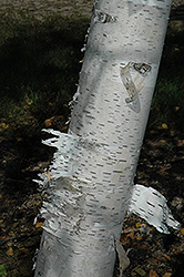 Paper Birch (Betula papyrifera) at Lakeshore Garden Centres
