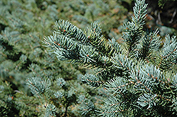 White Spruce (Picea glauca) at Stonegate Gardens
