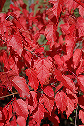 Amur Maple (Acer ginnala) at Lakeshore Garden Centres