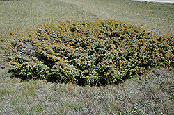 Common Juniper (Juniperus communis) at Stonegate Gardens