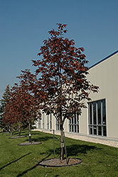 Nobility White Ash (Fraxinus americana 'Nobility') at Lakeshore Garden Centres