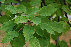 Pattern Perfect Tatarian Maple (Acer tataricum 'Patdell') at Stonegate Gardens