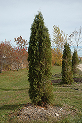 Skybound Arborvitae (Thuja occidentalis 'Skybound') at Stonegate Gardens