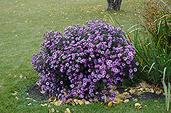 Purple Dome Aster (Symphyotrichum novae-angliae 'Purple Dome') at Stonegate Gardens