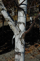 Prairie Vision Japanese White Birch (Betula platyphylla 'VerDale') at Stonegate Gardens