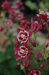 Winky Red And White Columbine (Aquilegia 'Winky Red And White') at Stonegate Gardens