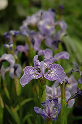 Dwarf Arctic Iris (Iris setosa var. arctica) at Stonegate Gardens