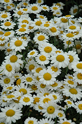 Madeira White Marguerite Daisy (Argyranthemum frutescens 'Bonmadwitim') at Lakeshore Garden Centres