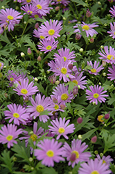 Brasco Violet Brachyscome (Brachyscome angustifolia 'Brasco Violet') at Stonegate Gardens