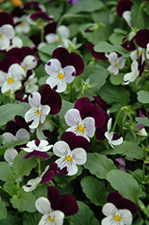 Sorbet XP White Jump Up Pansy (Viola 'Sorbet XP White Jump Up') at A Very Successful Garden Center
