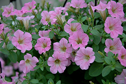 Littletunia Pink Petunia (Petunia 'Littletunia Pink') at Stonegate Gardens