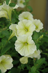 Surfinia Yellow Petunia (Petunia 'Surfinia Yellow') at Stonegate Gardens