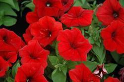 Potunia Dark Red Petunia (Petunia 'Potunia Dark Red') at Stonegate Gardens