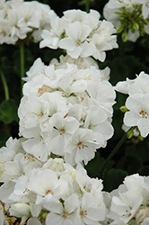 Pinnacle White Geranium (Pelargonium 'Pinnacle White') at Stonegate Gardens