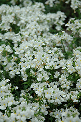 Aromatica White Nemesia (Nemesia 'Aromatica White') at Stonegate Gardens
