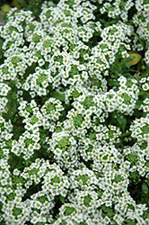 Clear Crystal White Sweet Alyssum (Lobularia maritima 'Clear Crystal White') at Lakeshore Garden Centres